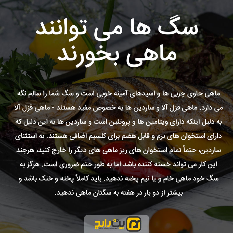 ماهی برای سگ